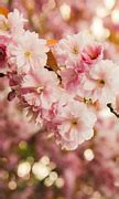Image result for Beautiful Nature Flower iPhone Wallpaper