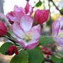 Image result for Malus domestica Essing