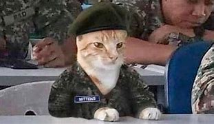 Image result for Cat Army Meme