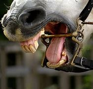Image result for Horse Mouth Bit