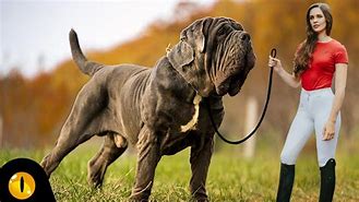 Image result for Top 10 Biggest Dogs