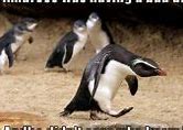 Image result for Cool Funny Animals