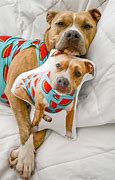 Image result for Personalized Dog Is in Chargepillows