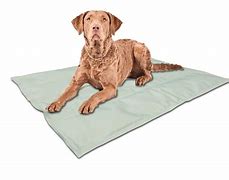 Image result for Cold Mat for Dogs