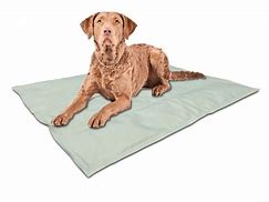 Image result for Dog Cooling Mat