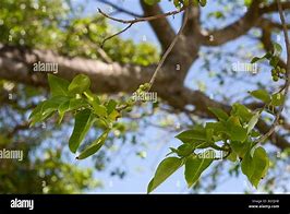 Image result for The Manchineel Tree