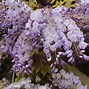 Image result for Wisteria Vine and Flower