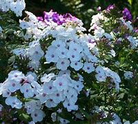 Image result for Phlox Miss Jill (Paniculata-Group)