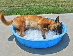 Image result for Dog Cooling Mat
