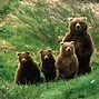 Image result for Grizzly Bear Wallpaper