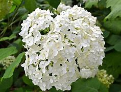 Image result for Hydrangea arborescens Hills of Snow