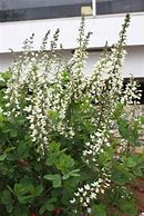 Image result for Baptisia Waynes World