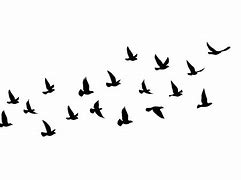 Image result for Flying Bird Silhouette Vector Illustration