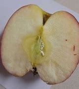 Image result for White Stuff in Core of Apple