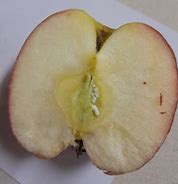 Image result for White Fuzzy Tufts Apple Flesh