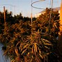 Image result for Support Local Farmers Marijuana