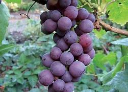 Image result for Red Seedless Grape Vine