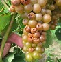 Image result for Sour Grapes