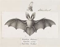 Image result for Vintage Bat Illustrations Science