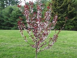 Image result for Prunus cistena