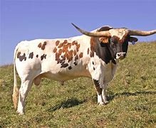 Image result for Texas Cattle