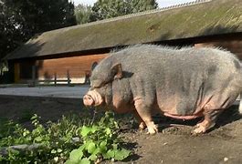 Image result for Tallest Pig