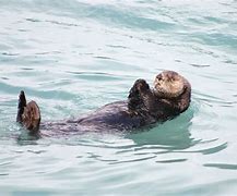 Image result for Usfws Sea Otter