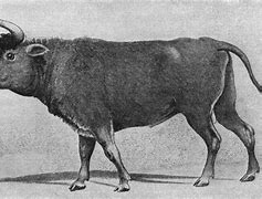 Image result for European Aurochs