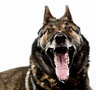 Image result for Scary Police Dog