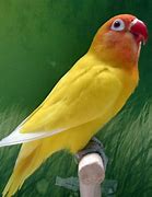Image result for Burung Lovebird