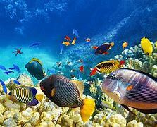 Image result for Fish Wallpaper HD 3D