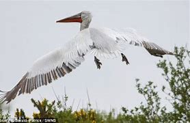 Image result for Giant Pelican SeaWorld Thing
