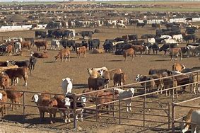 Image result for Filthy Cattle Feedlots USA