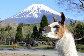 Image result for Mount Fuji Animals
