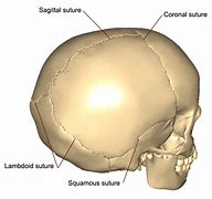 Image result for Cranial Sutures