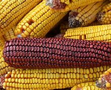 Image result for Corn vs Wart