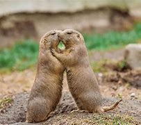 Image result for Prairie Dog Habitat