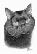 Image result for Scary Black Cat Drawing