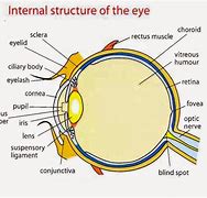 Image result for Rod Eye Double