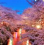 Image result for Japan Sakura Wallpaper
