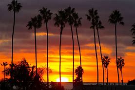 Image result for California Palm Trees Beach Cactus Desert