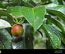 Image result for Purple Mangosteen Garcinia Mangostana Tree Photo
