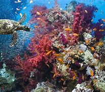 Image result for Ocean Biome Animals