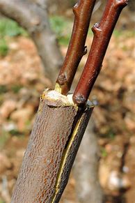 Image result for Grafting Fruit Trees