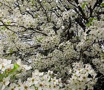 Image result for White Flower Tree