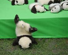 Image result for Baby Panda Falling