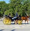 Image result for Horse Cart Racing