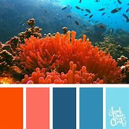 Image result for Pink Orange Green Yellow Tip Milli Coral
