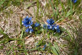 Image result for Polygala calcarea Lillet