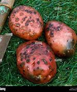 Image result for Red Potato Scab